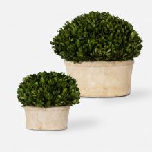 Uttermost 60107 - Oval Domes Preserved Boxwood Set/2